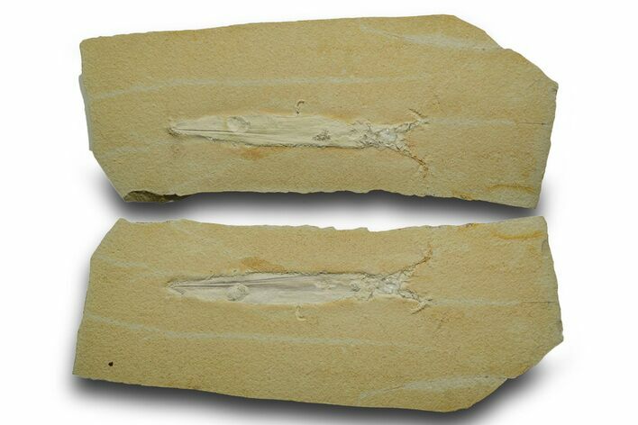 Detailed Fossil Squid (Plesioteuthis) w/ Tentacles - Solnhofen #378001